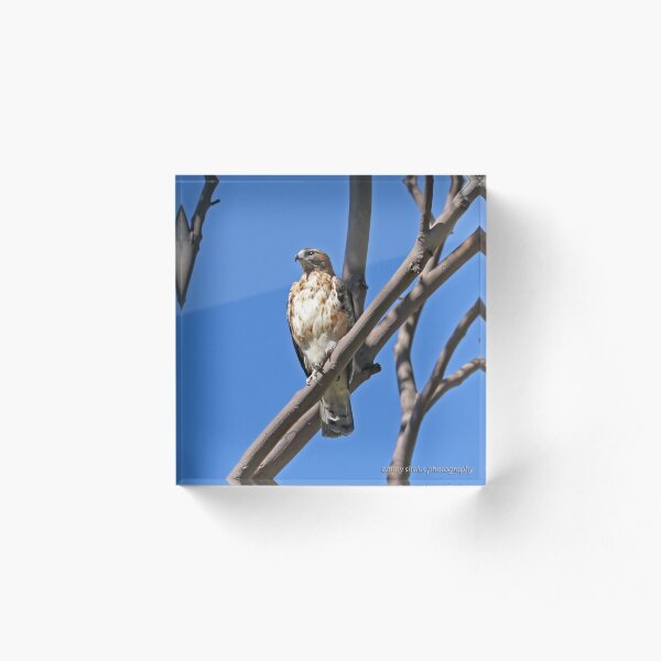 Little Eagle (282) Acrylic Block
