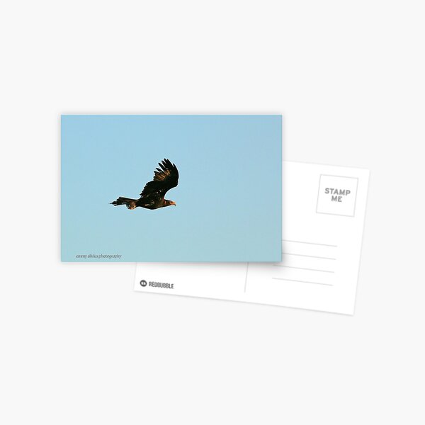 Wedge-tailed Eagle (840) Postcard