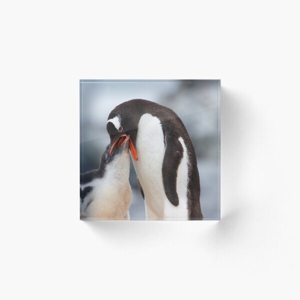 Gentoo Penguin and Chick ~ "Meals Home Delivered" Acrylic Block