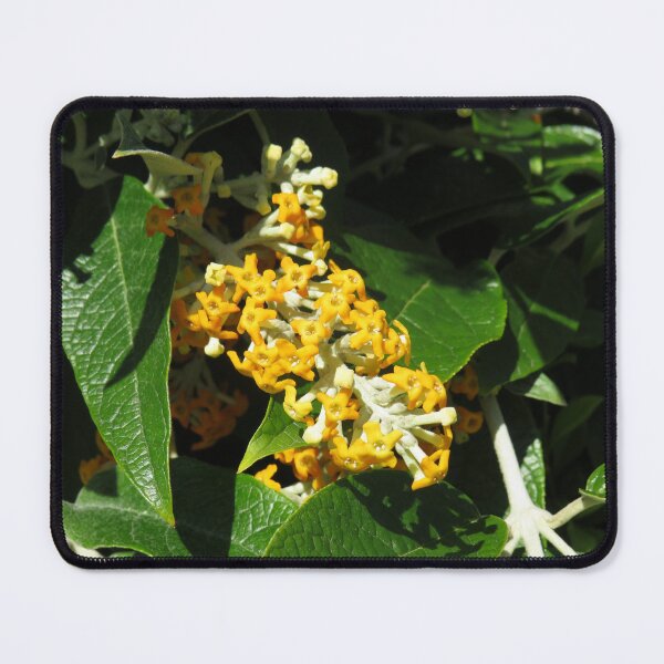 Item preview, Yellow Buddleia flowers designed and sold by greentiger1.