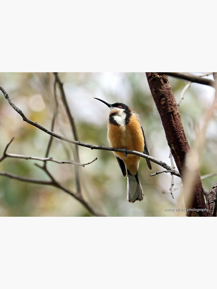 Eastern Spinebill (612) by OzNatureshots