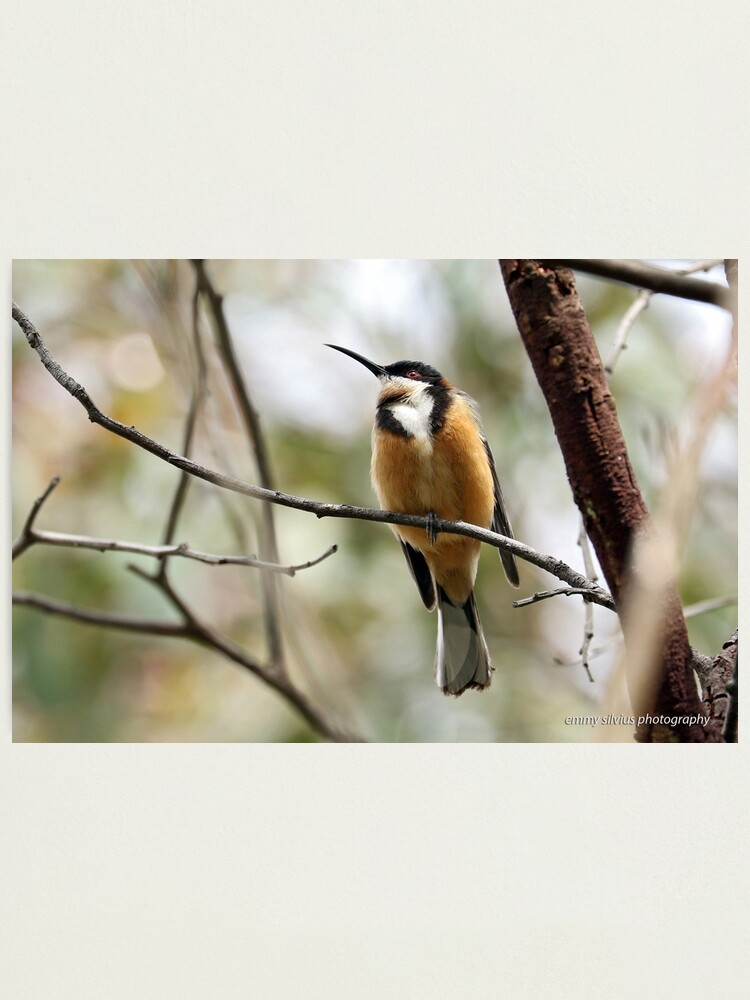 Alternate view of Eastern Spinebill (612) Photographic Print