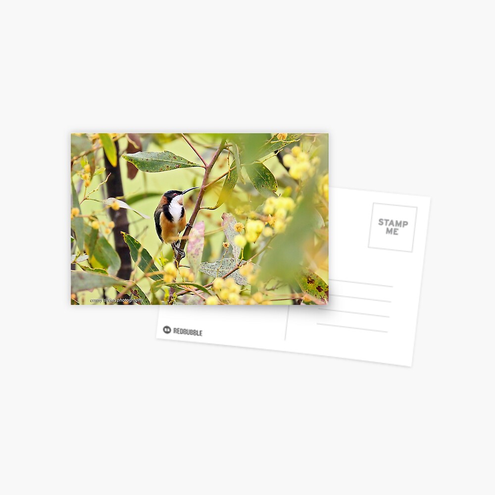 Eastern Spinebill (6080) Postcard