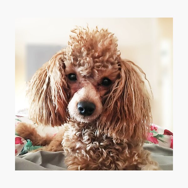 Raffie Photographic Print