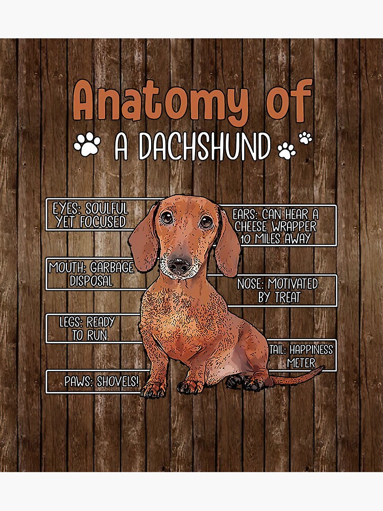 "Anatomy Of a Dachshund Brown Classic Wood Style" Sticker for Sale by