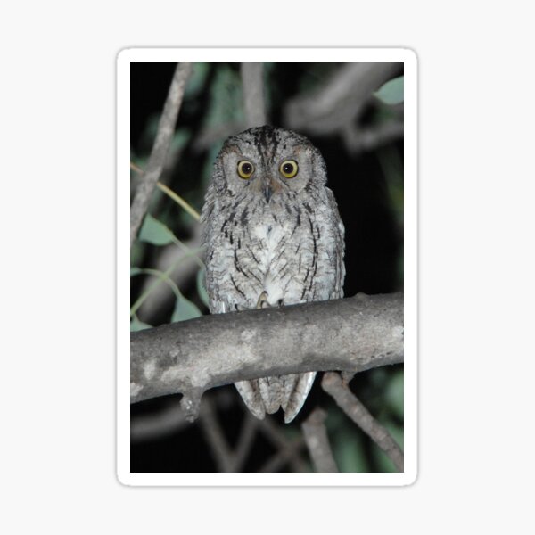 Item preview, African Barred Owlet designed and sold by quentinjlang.