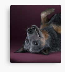 Australian cattle dog Gips. Print version Adobe-RGB Canvas Print