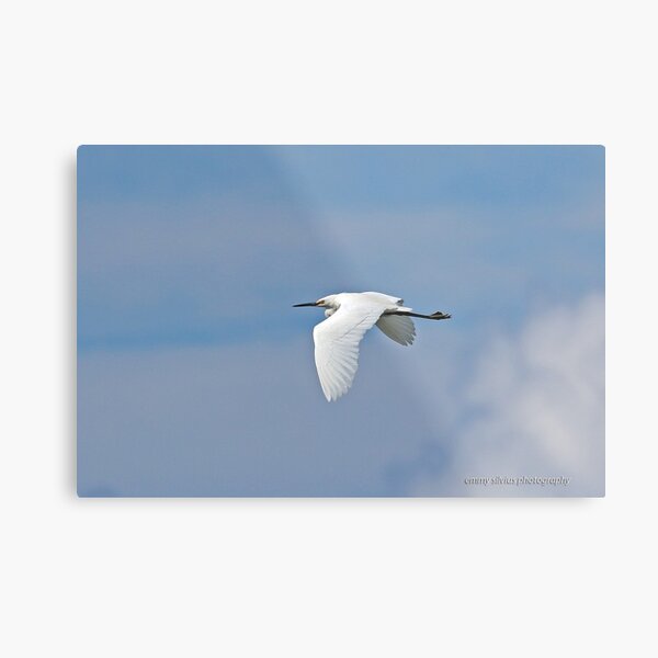 Little Egret (879) Metal Print