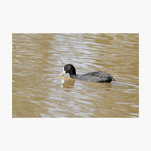 Eurasian Coot (712) Photographic Print
