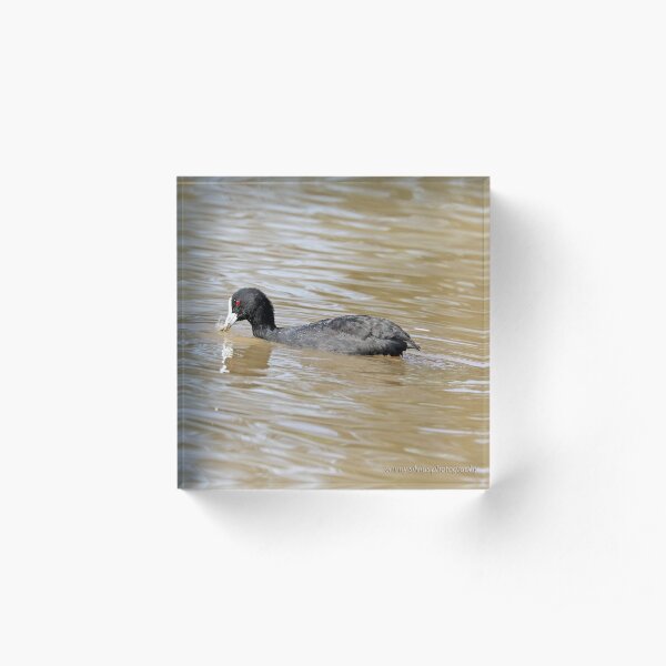 Eurasian Coot (712) Acrylic Block