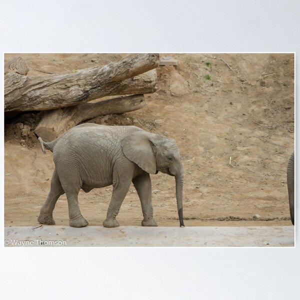 Item preview, Baby Elephant designed and sold by Wayne Thomson.