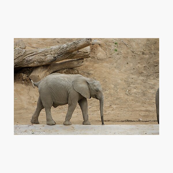 Item preview, Baby Elephant designed and sold by Wayne Thomson.