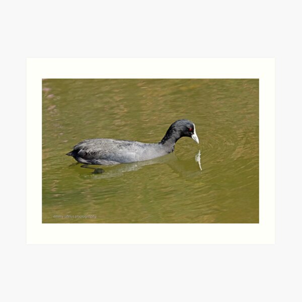 Eurasian Coot (1729) Art Print