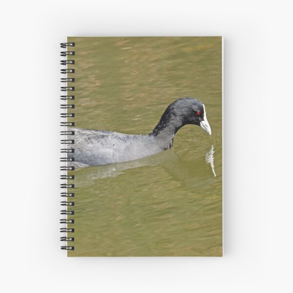 Eurasian Coot (1729) Spiral Notebook