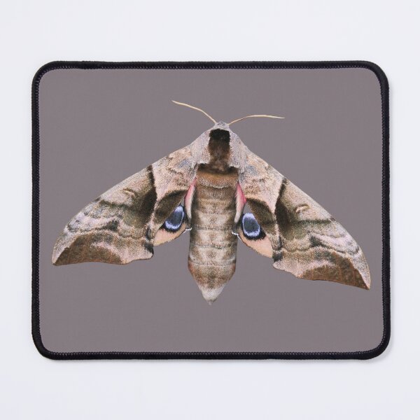 Item preview, Unique Moth designed and sold by RainbowSpinkle.