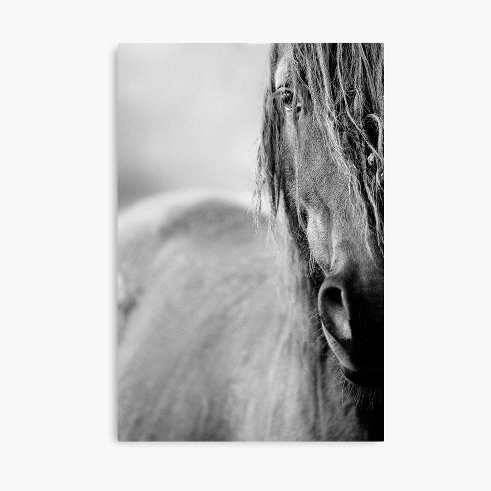 Pferd Leinwanddruck