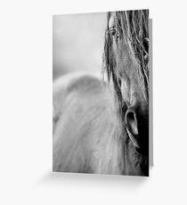 Horse Greeting Card