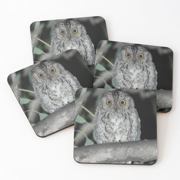 Item preview, African Barred Owlet designed and sold by quentinjlang.
