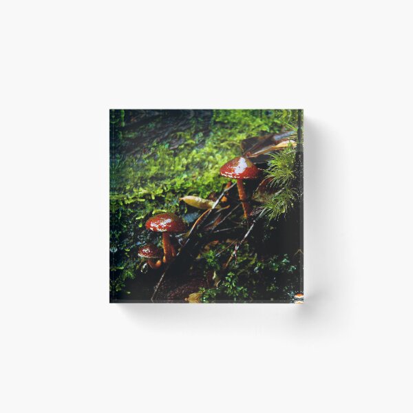 Item preview, Tarkine Fungi 2 designed and sold by Andrew Smyth.