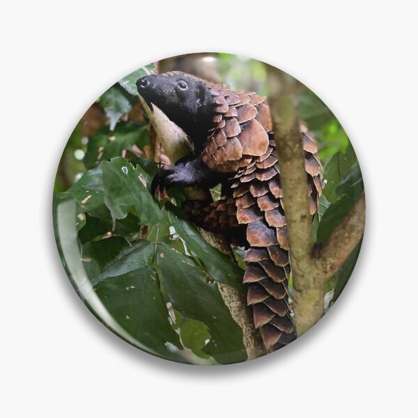 Item preview, Black-Bellied Pangolin Climbing designed and sold by Alon-Cassidy.