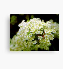 Firethorn Canvas Print