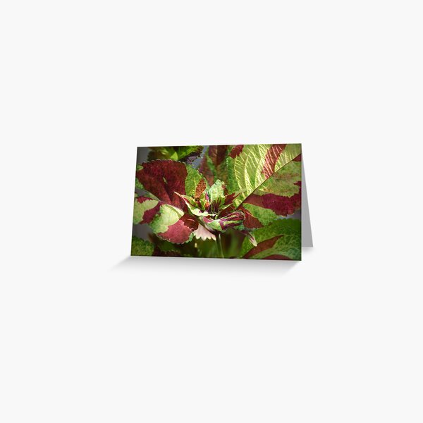 Item preview, coleus sunning designed and sold by linda lowry.
