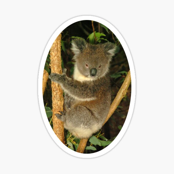 Koala in tree Sticker