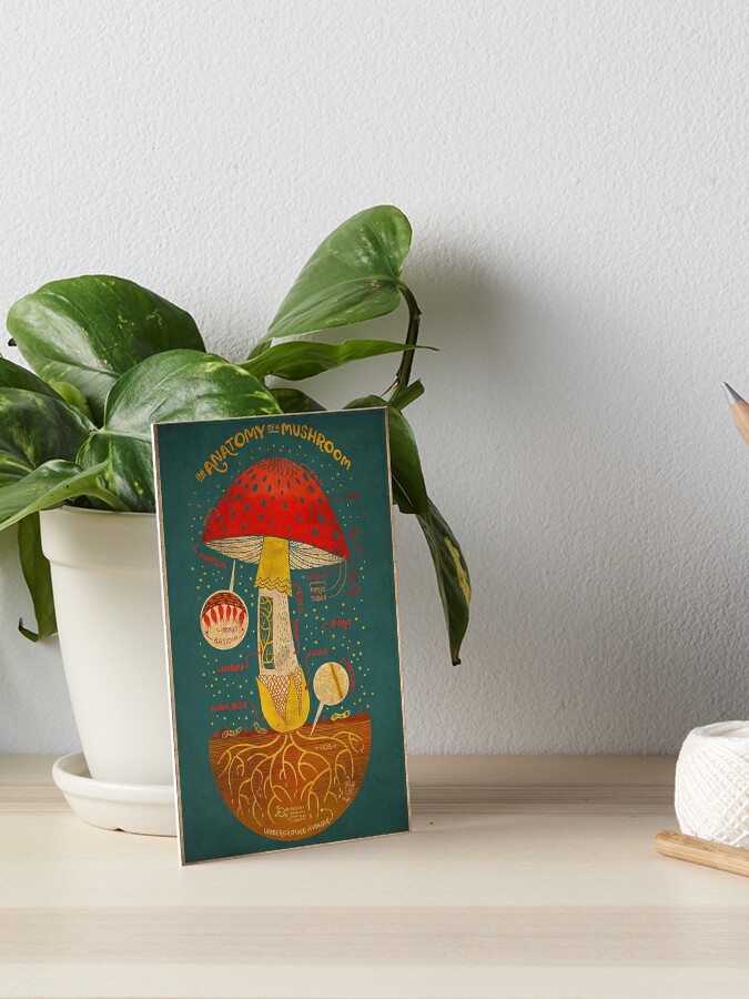 The Anatomy of a Mushroom Art Print 