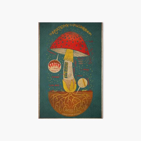 The Anatomy of a Mushroom Art Print 