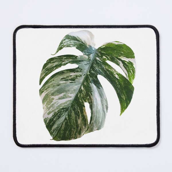 Item preview, Variegated Monstera Albo leaf designed and sold by CheekyGermanShop.