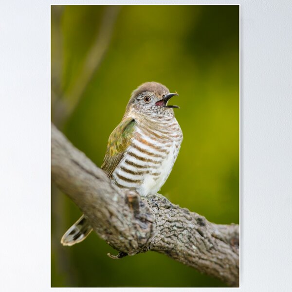 Item preview, Shining Bronze Cuckoo. designed and sold by James Peake Nature Photography..