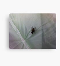 Fly insect Canvas Print