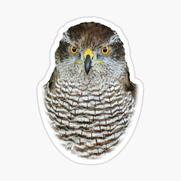 Item preview, Eyes of a Goshawk designed and sold by OwlOccasions.