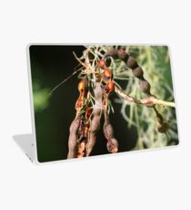 Red seeds ! Laptop Skin