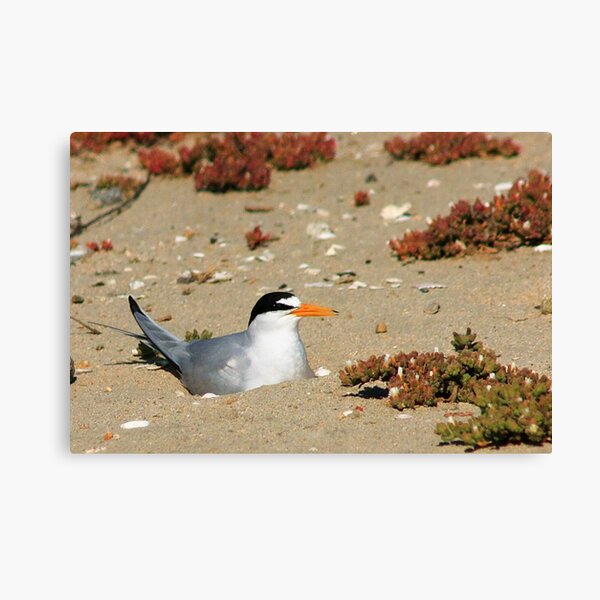Nesting Canvas Print