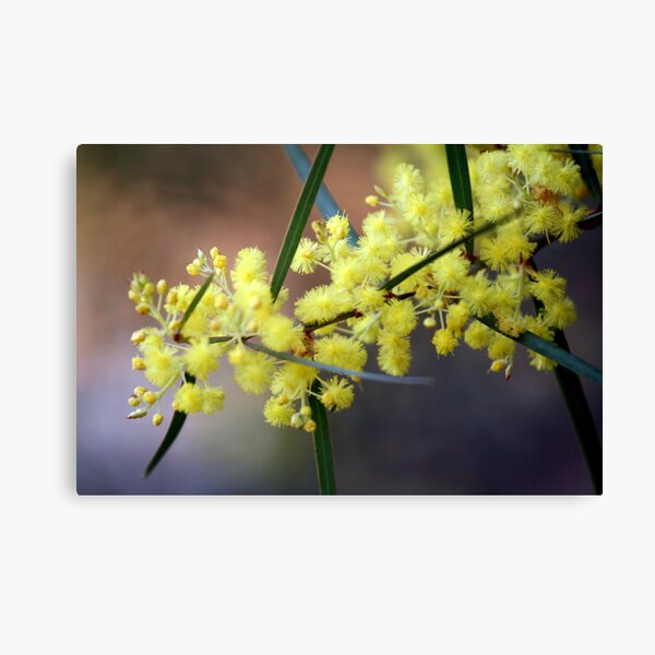 Australian Wattle Tree Canvas Prints | Redbubble