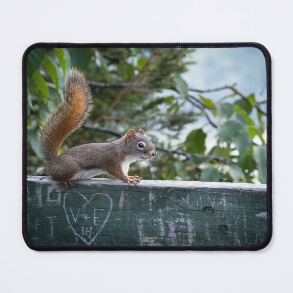 Aperçu de l'œuvre American Red Squirrel créée et vendue par ccullen222.