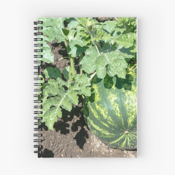 Item preview, Watermelon on the green melon field designed and sold by yanzappa.