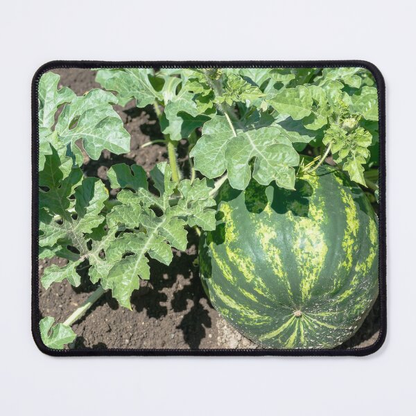 Item preview, Watermelon on the green melon field designed and sold by yanzappa.