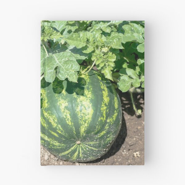 Item preview, Watermelon on the green melon field designed and sold by yanzappa.