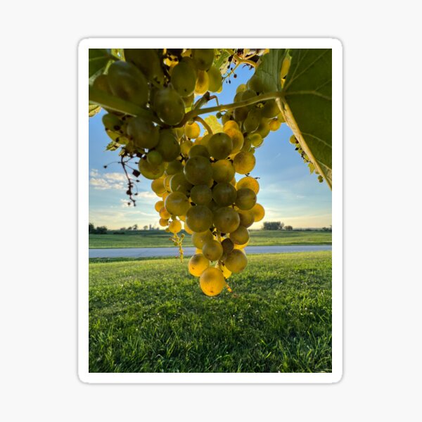 Item preview, Grapes - Photo by Lauri Nelson designed and sold by 4Goals NonProfit.