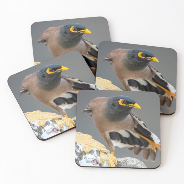 Item preview, Common myna designed and sold by troianifabrizio.