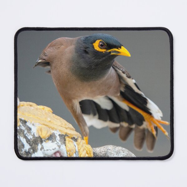 Item preview, Common myna designed and sold by troianifabrizio.