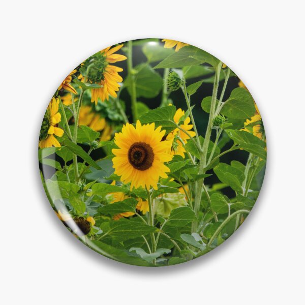 Item preview, Sunflower field designed and sold by Araveen-Photo.