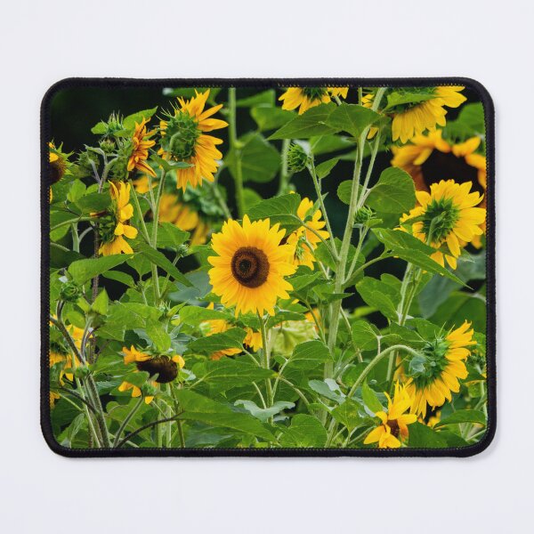 Item preview, Sunflower field designed and sold by Araveen-Photo.