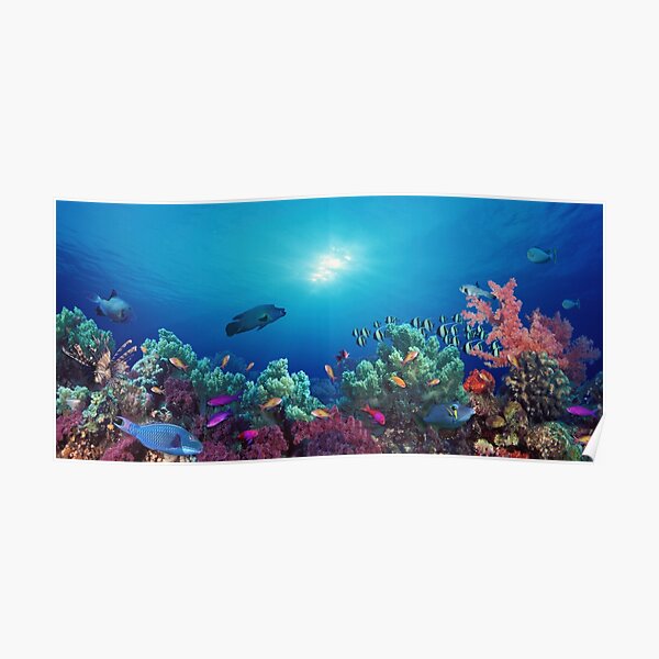 Indo Pacific Gifts  Merchandise for Sale | Redbubble