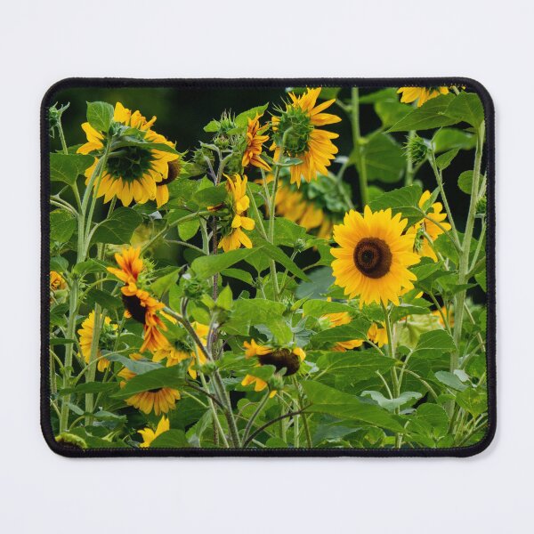 Item preview, Sunflower field designed and sold by Araveen-Photo.