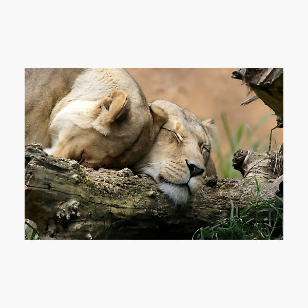 Lean on Me Photographic Print