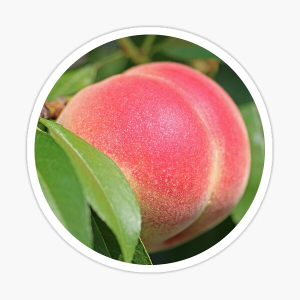 Peach Bum Emjoi Fruit Sticker Sticker for Sale by SPAZE-Typo
