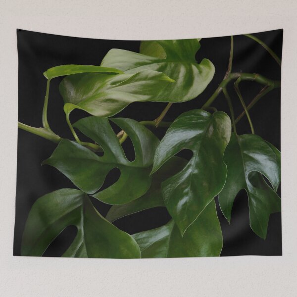 Item preview, Mini Monstera (Rhaphidophora Tetrasperma) Macro Dark Photography  designed and sold by plantsbutbetter.